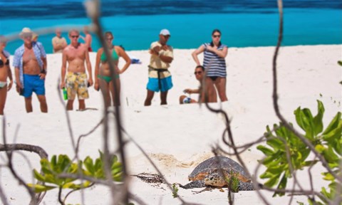 Nature trails and turtle spotting on Bird Island Seychelles